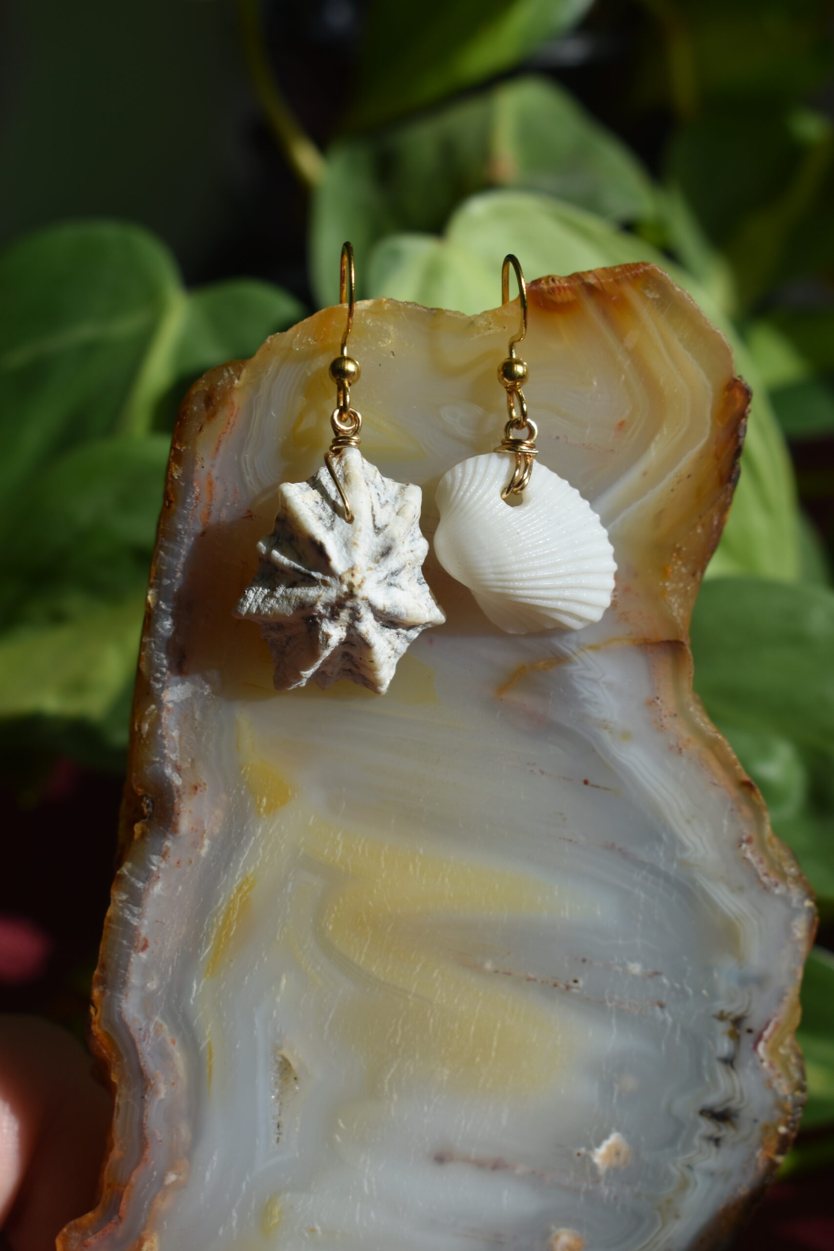 Seashell Earrings